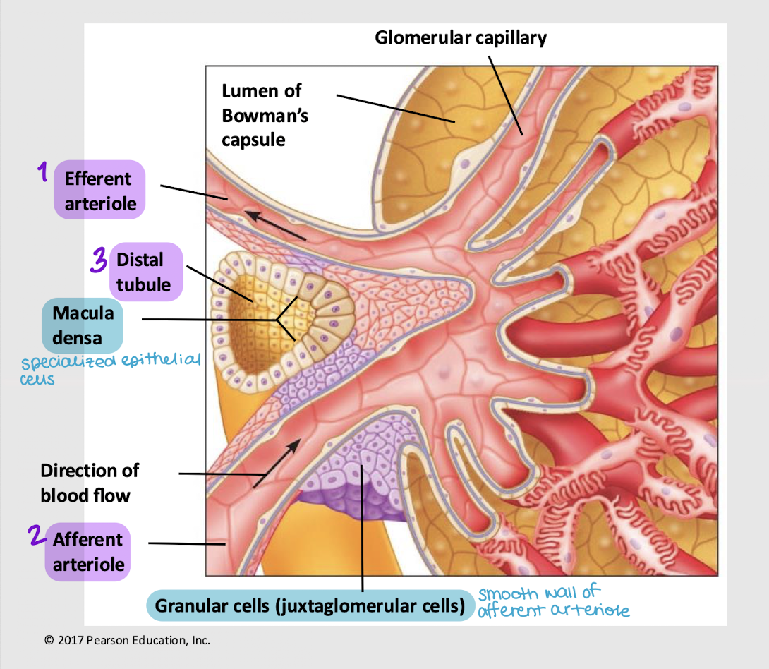 <p>granular cells; renin</p>
