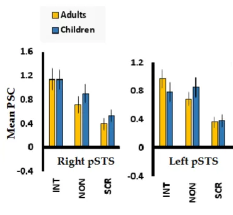 <p>Social interaction perception develops in the brain through a network of regions, primarily the posterior superior temporal sulcus (pSTS), which selectively processes dynamic social cues like body movement, alongside areas for faces (fusiform gyrus), bodies (EBA), motion (MT+), and higher-level understanding (temporoparietal junction - TPJ). </p><p>This processing starts early in life, with the pSTS becoming increasingly specialized to interpret complex interactions (like cooperation vs. conflict) as we develop, integrating visual input to form a rich understanding of others' intentions and relationships. </p><ul><li><p>Right pSTS is more selective than left.</p></li><li><p>Adults are more selective to interactions in the pSTS than children.</p></li><li><p>This difference is more pronounced in the left hemisphere.</p></li><li><p>Children show no interaction selectivity in the left hemisphere pSTS</p></li></ul><p></p>
