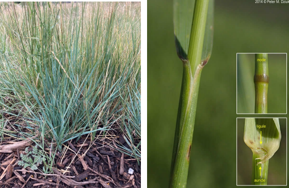 <p>A cool season, rhizomatous with clasping auricles and strongly veined upper leaf.</p>