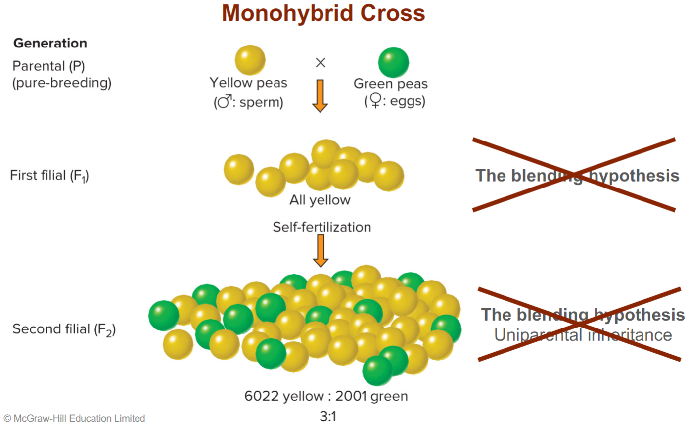 * crossbreeding two parents w/ just one different trait
* refuted blending hypothesis in F1 generation, all peas were yellow not yellowish green or greenish yellow
* refuted uniparental hypothesis in F2 gen, because both parents (F1 gen) were yellow peas but F2 gen still had green peas (showing not one parent contributes to offspring)