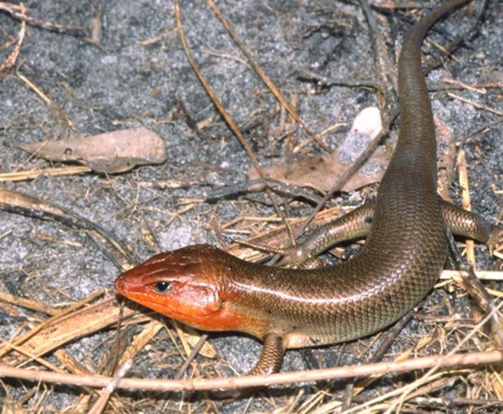 <p>16.5-32.4cm</p><p>Range from black with gold to bronze with red heads or uniform bronze</p><p>Five lines running down the body, stopping ~1/3rd of the way down the tail (faded to entirely absent in adult males)</p><p>Hatchlings, juveniles, and adult females have bright blue tails (may be faded in adults)</p><p><strong>Enlarged subcaudal scales</strong></p><p><strong>5 labial scales</strong></p>