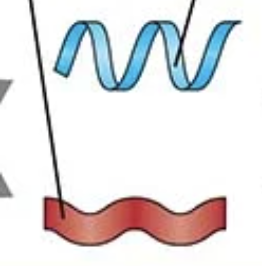 <p>If the question mentions “hydrogen bonds in α-helix or β-sheet” → Secondary</p>