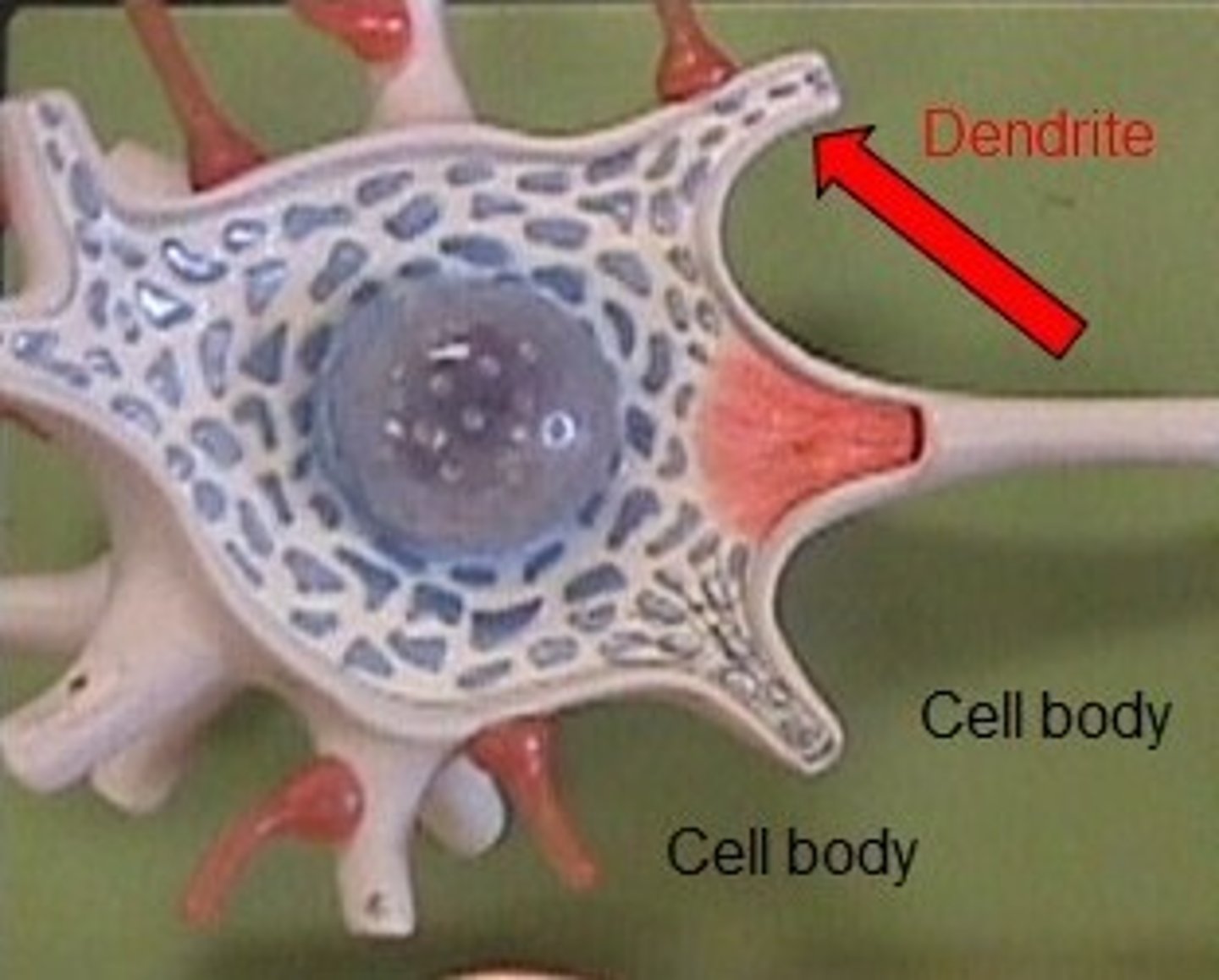 <p>Branchlike parts of a neuron that are specialized to receive information.</p>