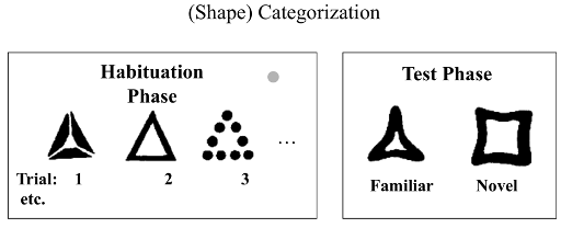 <p><span>(1)</span><span style="font-family: Times New Roman">&nbsp;&nbsp; </span><span>habituated them to items; not typical triangles, but they all shared the triangle-like shape</span></p><p><span>(2)</span><span style="font-family: Times New Roman">&nbsp;&nbsp; </span><span>then showed infants familiar object (triangle) &amp; novel object (e.g. square)</span></p><p><span>(3)</span><span style="font-family: Times New Roman">&nbsp;&nbsp; </span><span>RESULT: babies were able to do categorization of shapes by 3 months because they looked at the novel object (square) longer</span></p>