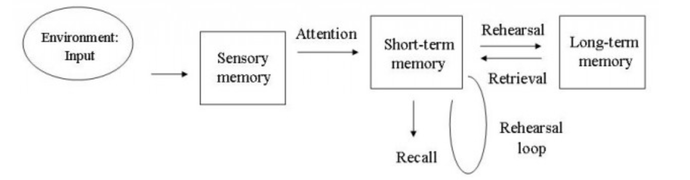 <p>model which assumes there are three unitary (separate) memory stores, and that information is transferred between these stores in a linear sequence</p><p><br><strong>Sensory memory</strong> - constantly receiving information but most of this receives no attention and remains in the sensory register for a very brief period</p><p><strong>Short-term memory (STM)</strong> - duration of up to 30 seconds, has a capacity of 7+/-2 chunks and mainly encodes information acoustically. Information is lost through displacement or decay</p><p><strong>Long-term memory (LTM)</strong> - unlimited capacity and duration and encodes information semantically. Information can be recalled from LTM back into the STM when it is needed</p>