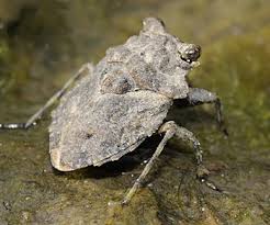 <p>Bugs that look like toads. Class Insecta, Order Hemiptera, called toad bugs.</p>