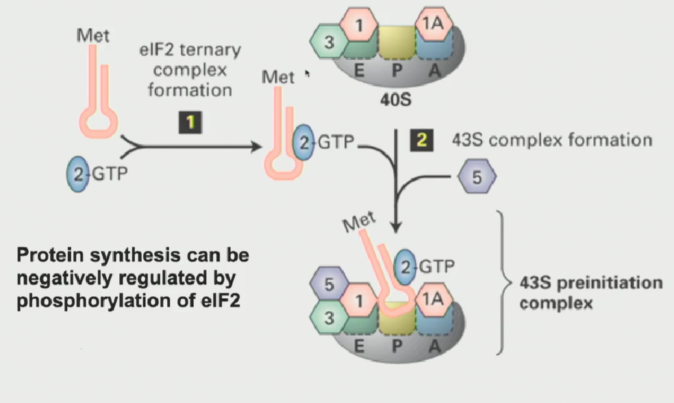 <ul><li><p>highly regulated process</p></li><li><p>When growing conditions are very poor (ex. periods of starvation), you do not want to translate proteins. So, you can block all protein synthesis by<strong>&nbsp;phosphorylating eIF2</strong></p></li><li><p><strong>Once it is phosphorylated, it can never bind GTP to become activated → cannot bind tRNAi met (form ternary complex) → 43S preinitiation complex does not form → small ribosomal subunit doesnt translate</strong></p></li></ul><p></p>