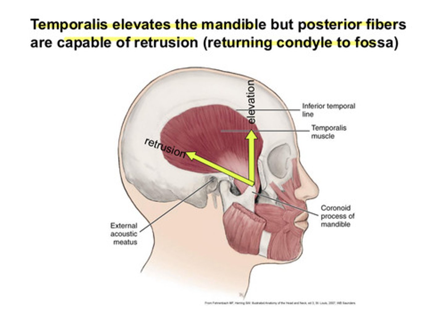 <p>temporalis (anterior vertical fibers) elevates the mandible, but posterior horiztonal fibers are capable of retrusion (returning condyle to fossa)</p>