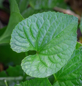 <p><em>Viola spp.</em></p>