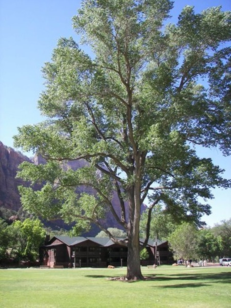 <p>state tree</p>