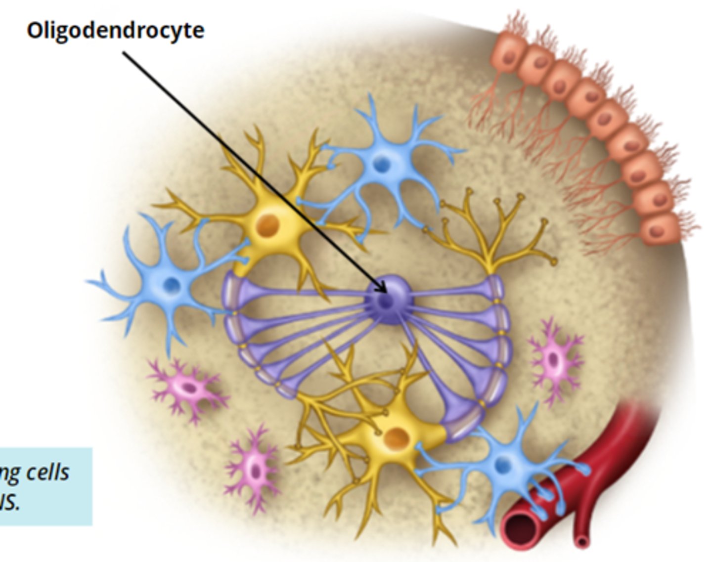 <p>- important to myelinate parts of an axon (WRAPS MYELIN AROUND THE AXON) </p><p>- a single cell can myelinate up to 60 axons </p><p>- many processes extend to myelinate axons</p>