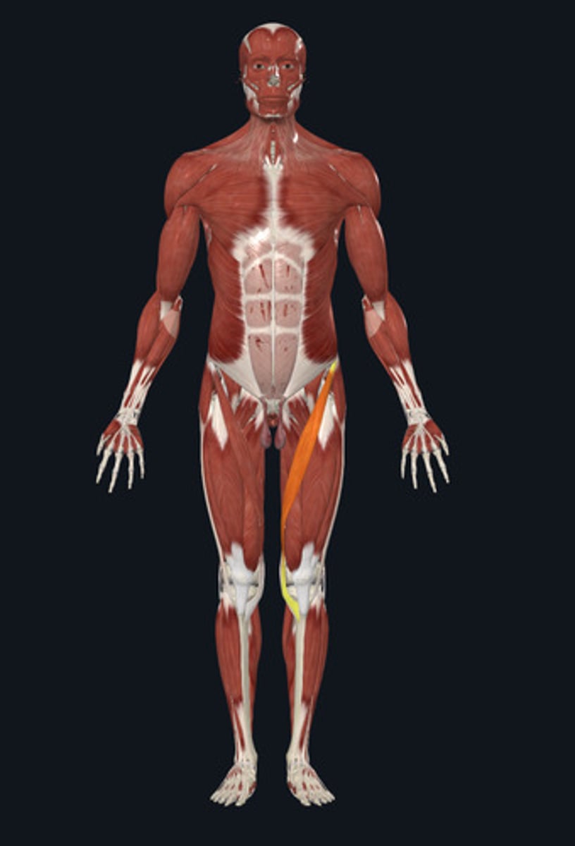 <ul><li><p><u>Origin:</u>&nbsp;Ilium</p></li><li><p><u>Insertion:</u>&nbsp;Tibia</p></li><li><p><u>Action:</u>&nbsp;<strong>Hip flexion &amp; lateral rotation</strong>, knee flexion &amp; medial rotation</p></li></ul><p></p>