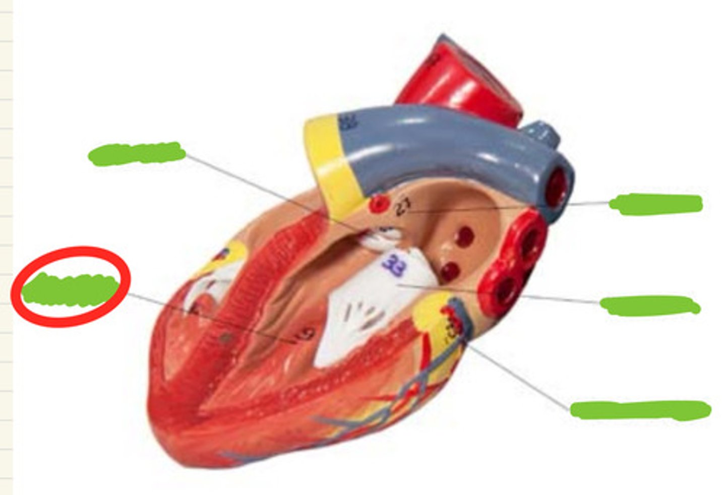 knowt flashcard image