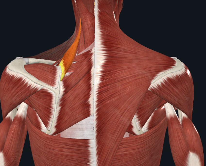 <p>What muscle is this</p>