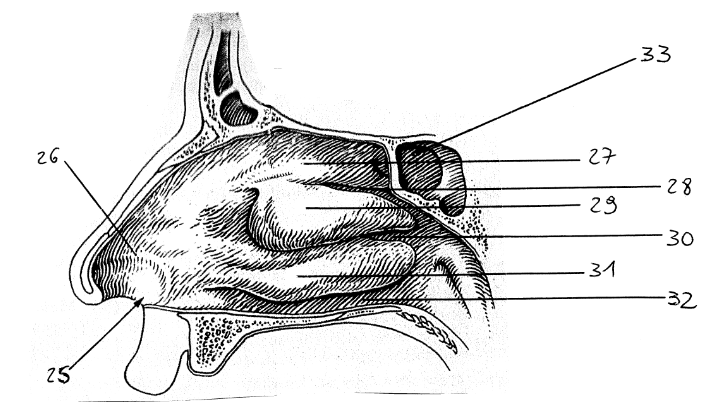 <p>33</p>