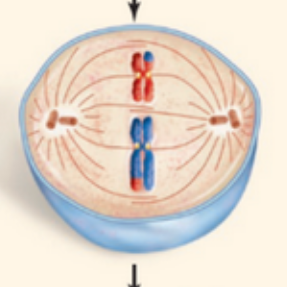 <p>What phase of meiosis is happening here?</p>