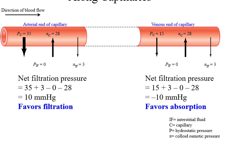 <p>Filtration favored</p>