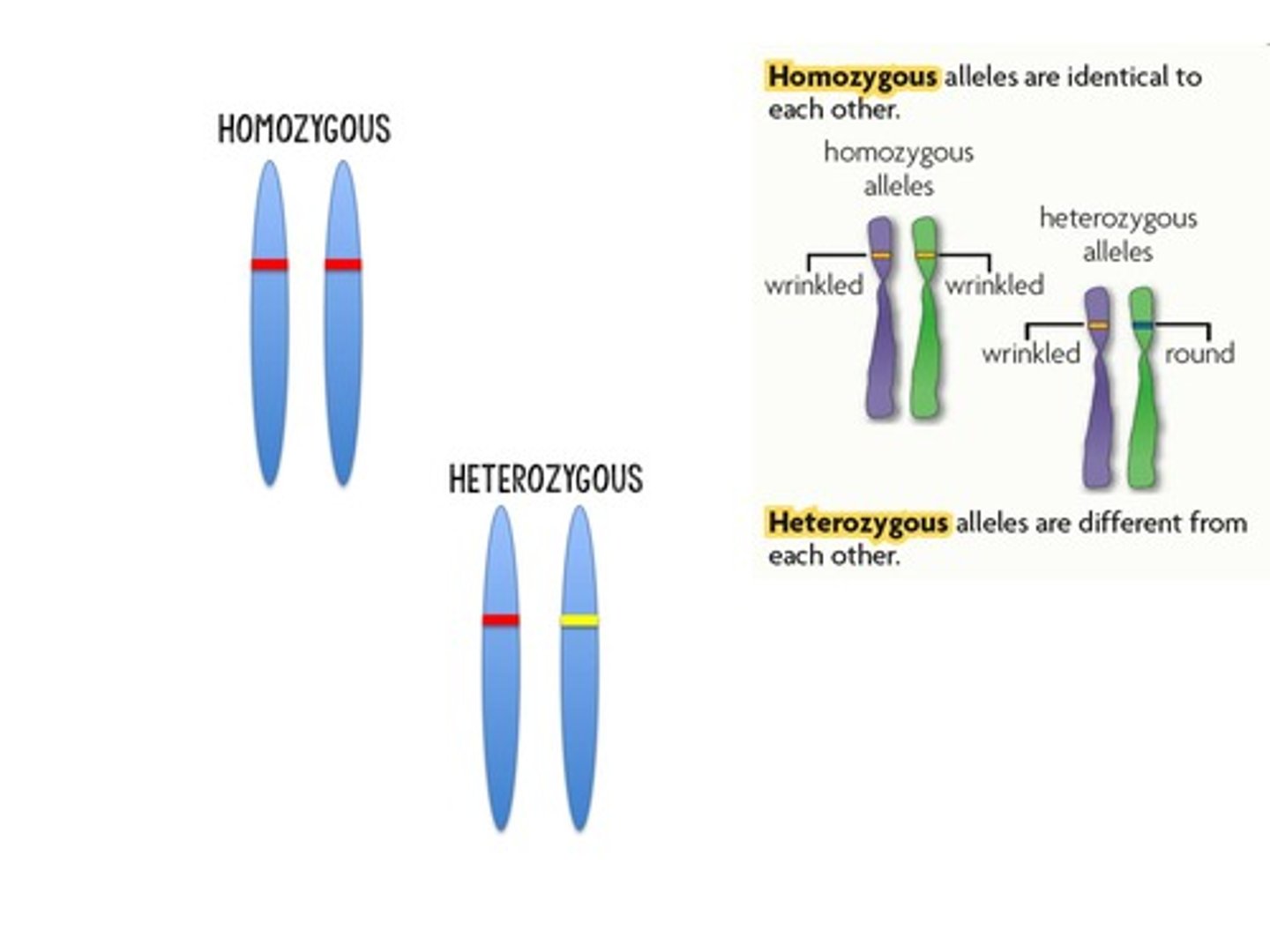 <p>a cross between two organisms looking at one trait, with both parents being a hybrid for that trait. Resulting Phenotypic Ratio (3:1).</p>