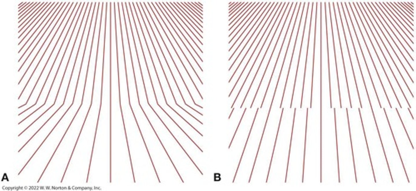 <p>A monocular cue where parallel lines appear to converge in the distance, creating a sense of depth.</p>