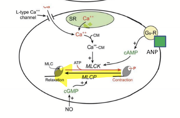 <ul><li><p>NO-sensing Guanylate cyclase, cGMP, and myosin light chain phosphatase</p></li><li><p>Activating Gs, cAMP, and inhibiting phosphorylation</p></li></ul><p></p>