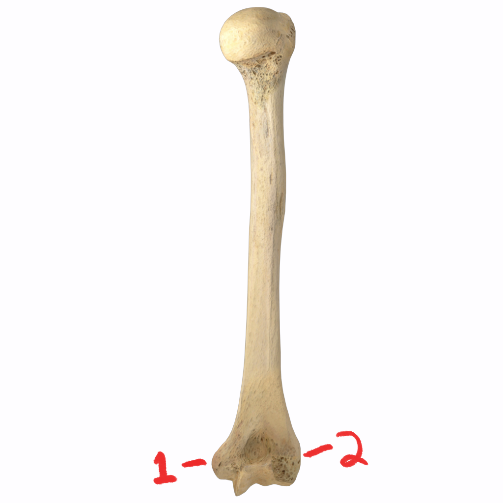 <p>What is this bone?</p>