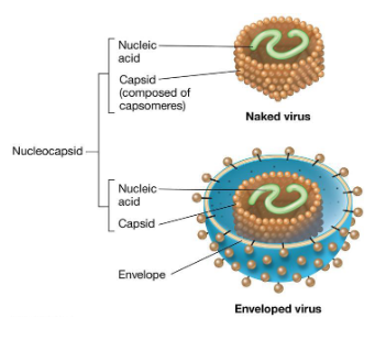 <p>A nucleocapsid consists of the nucleic acid (genome) and the first protein shell (capsid)</p>