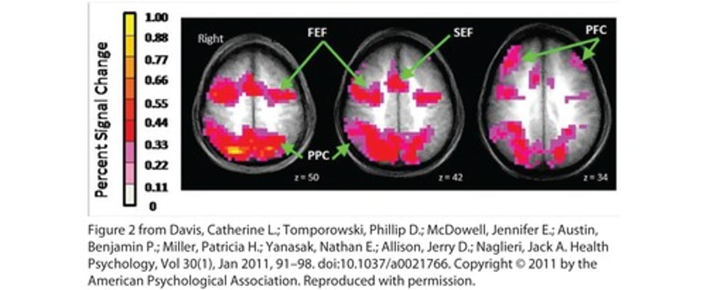 <p>Indicate brain areas that respond to excitement and pleasure are more active than areas that control inhibition.</p>