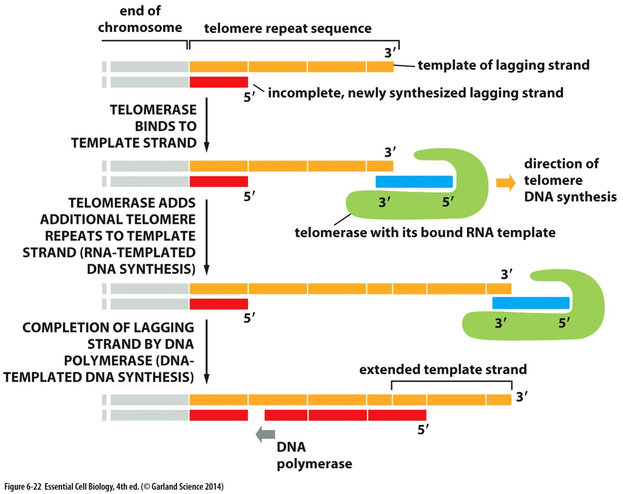 <p>Telomere replication involves telomerase adding repeated sequences to chromosome ends to prevent loss of genetic information during DNA replication.</p>