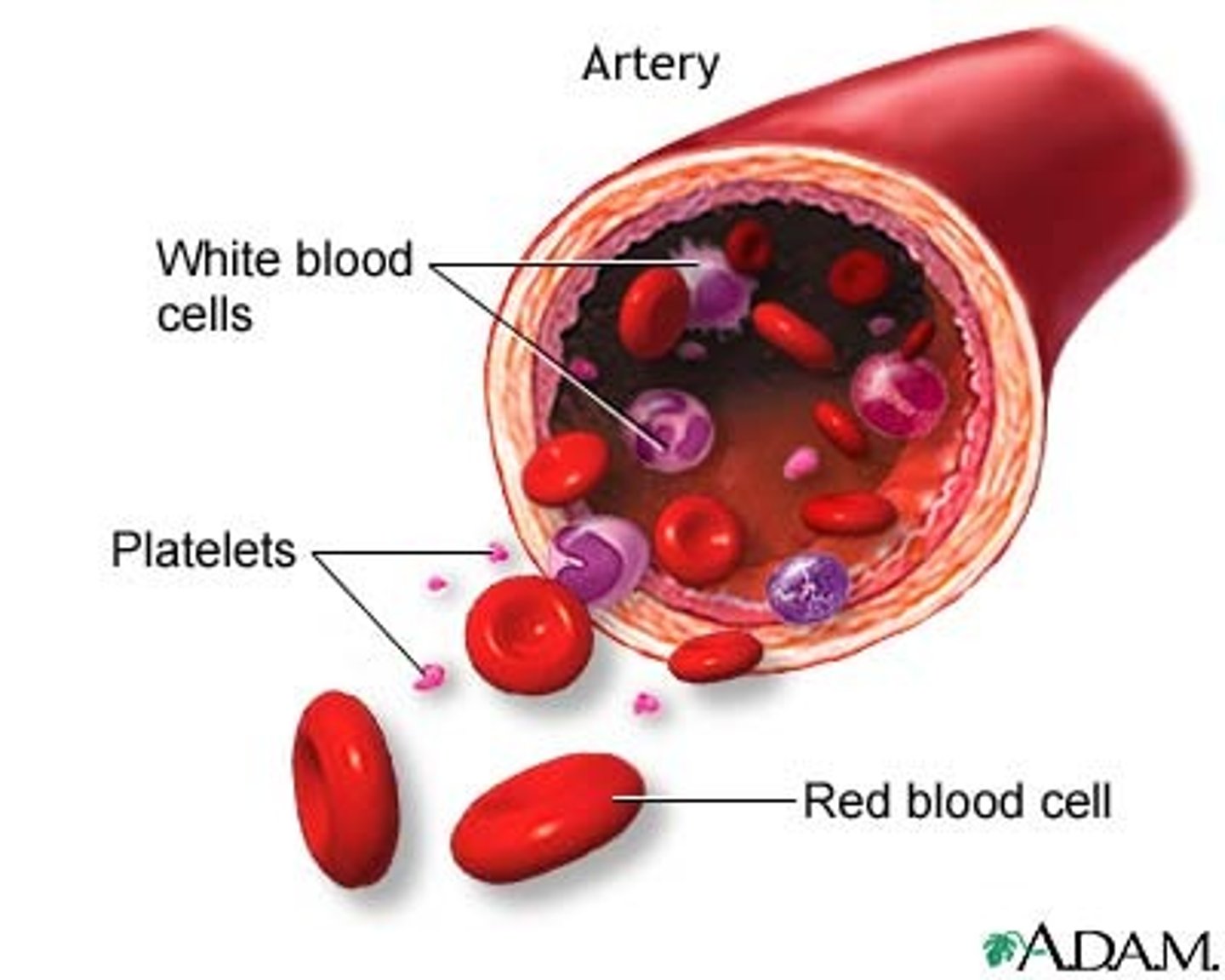 <p>Characteristics: Small, irregularly-shaped cell fragments without a nucleus, derived from megakaryocytes in the bone marrow.</p><p>Function: secrete clotting factors involved in hemostasis, cessation of bleeding</p>