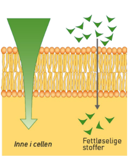 <p><strong>Enkel diffusjon</strong>. Diffusjon av fettløselige stoffer, rett gjennom fosfolipidlagene. MED sin konsentrasjonsgradient. Eks: kjønnshormoner, fettsyrer.</p>