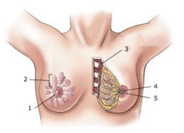 <p>5</p>