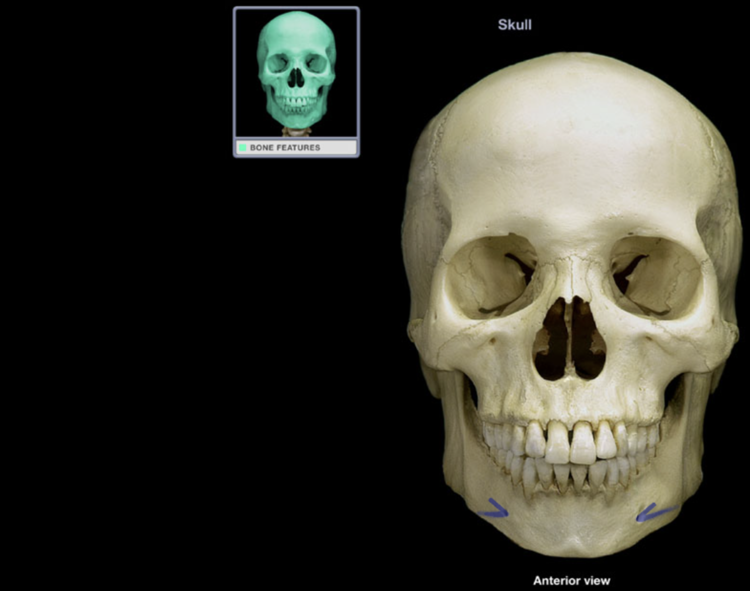 <p>Mental foramen</p>