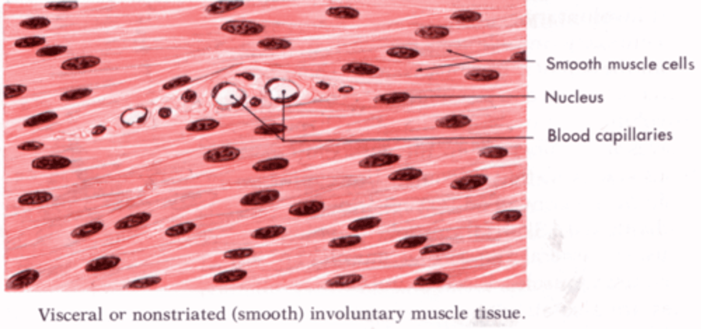 <p>Responsible for involuntary action. It is controlled by the autonomic nervous system. Can be found in the respiratory tree, digestive tract, bladder, uterus, blood vessel walls, and multiple other locations.</p>