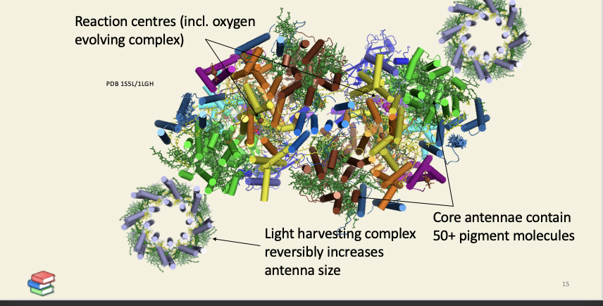 <ul><li><p>if energy flux into PSI and PSII is not closely matched, electrons will lead out of the PQH2 pool and cause oxidative stress </p></li><li><p>the stroma also contains vitamin c as an antioxidant</p></li></ul><p></p>