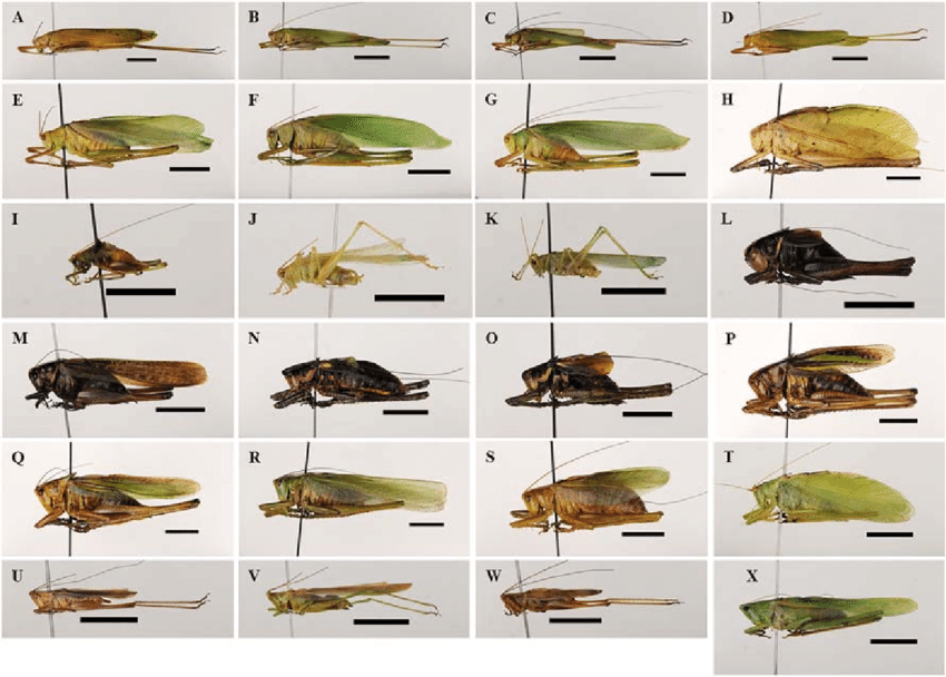 <p>Mormon Crickets and Katydids</p><p>Order Orthoptera</p>