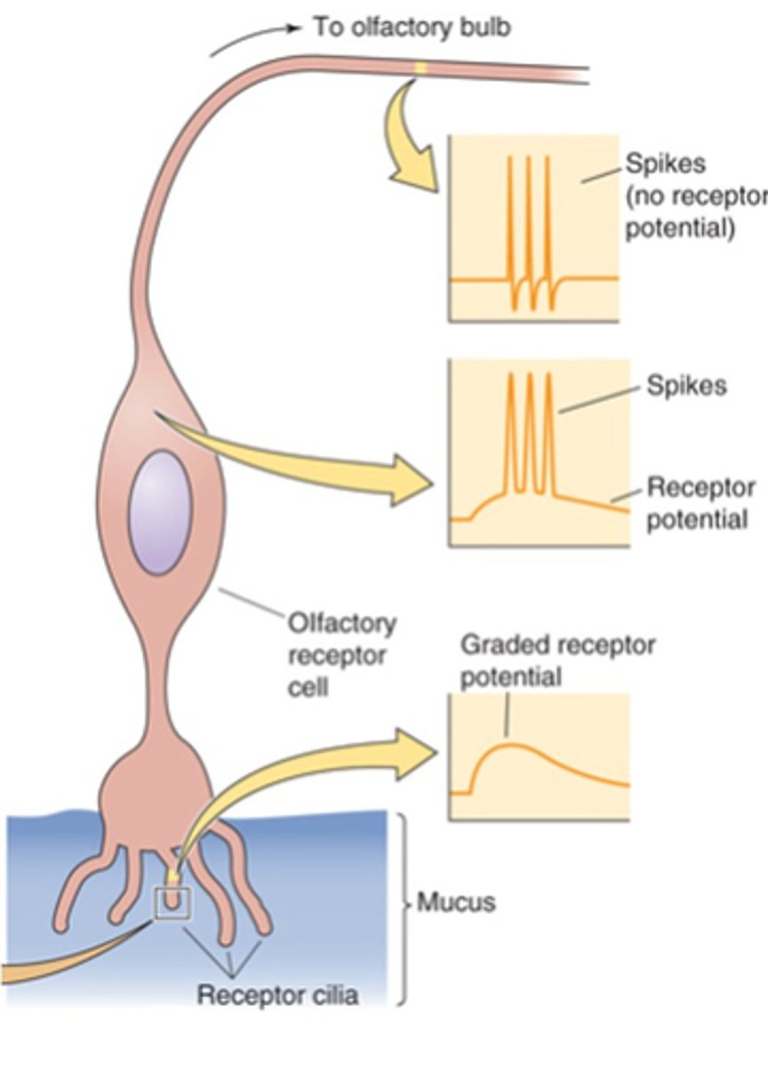 <p>Intense stimulus = _____ receptor potential = ____________ action potential firing rate</p>