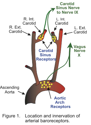 <ul><li><p>mechanoreceptors at strategic<strong>&nbsp;high-pressure sites</strong></p><ol><li><p><strong>Carotid sinus→ </strong>just beyond the bifuraction of the carotid artery</p></li><li><p><strong>Aortic arch</strong></p></li><li><p><em>also: afferent renal arterioles have one too</em></p></li></ol></li></ul><p></p>