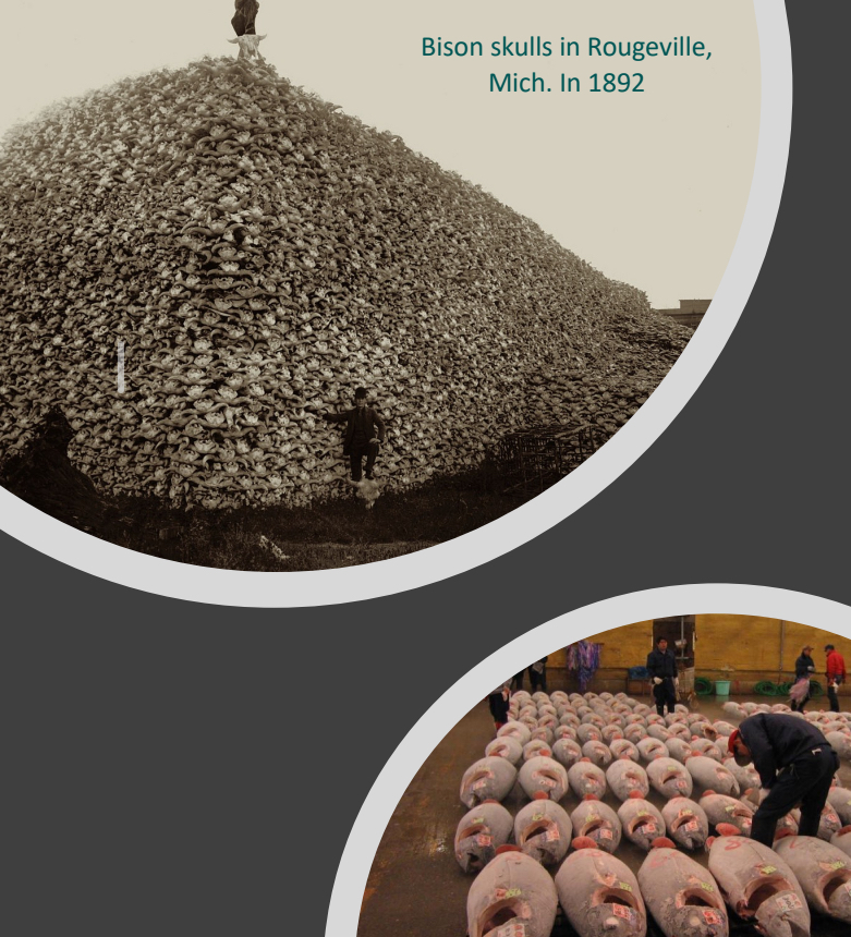 <ol start="2"><li><p>Overexploitation - what types of organisms are particularly threatened? </p></li></ol><ul><li><p>90% of large-bodied f___ have been removed from the worlds oc___ (Overfi______)</p></li><li><p>Poaching threatens large terr_____ ma____ species </p></li></ul><p></p>