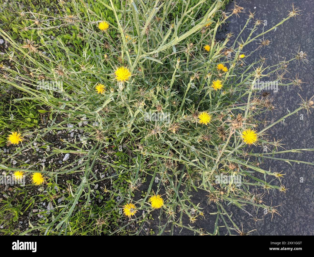 <p>An invasive species that affects western US grasslands and is toxic to horses.</p>