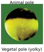 <p>A Xenopus egg is polarised with an animal pole (pigmented, less yolky, top) and a vegetal pole (yolky, bottom). This polarity is established durng oogenesis through the differential localisation of maternal mRNAs and proteins (maternal determinants) (e.g VegT maternal factor is localised to the vegetal pole).</p><p><strong><u>This polarity triggers germ layer formation:</u></strong></p><ul><li><p>Specific maternal mRNAs (cytoplasmic determinants) are already localized in the vegetal hemisphere of the egg.</p></li><li><p>These mRNAs produce proteins (like VegT) that signal to animal hemisphere cells, inducing them to differentiate into the 3 germ layers.</p></li></ul><p></p>