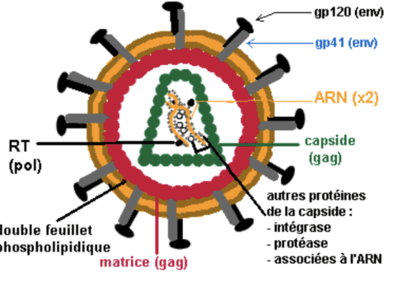<p>Gp120 : sert à l'attachement du virus à la cellule cible</p><p>Gp41 : permet la fusion de l'enveloppe virale et de la membrane cellulaire </p>