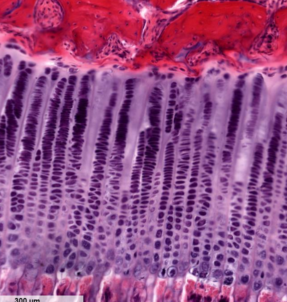 <p>area where cells are rapidly dividing</p><p>notice the “stacks of coins”</p>