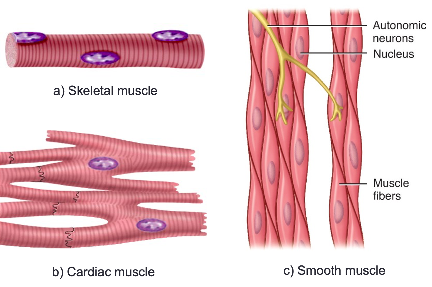 - Consists of fibres that provide motion, maintain posture and produce heat
- 3 types - skeletal, cardiac and smooth
