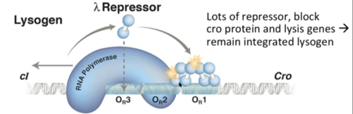 <p>Lambda Repressor molecules bind to DNA and prevent RNA polymerase from transcribing cro (lytic genes)</p><p>RNA polymerase is forced to go in the other direction, transcribing genes that make more lambda repressor</p>