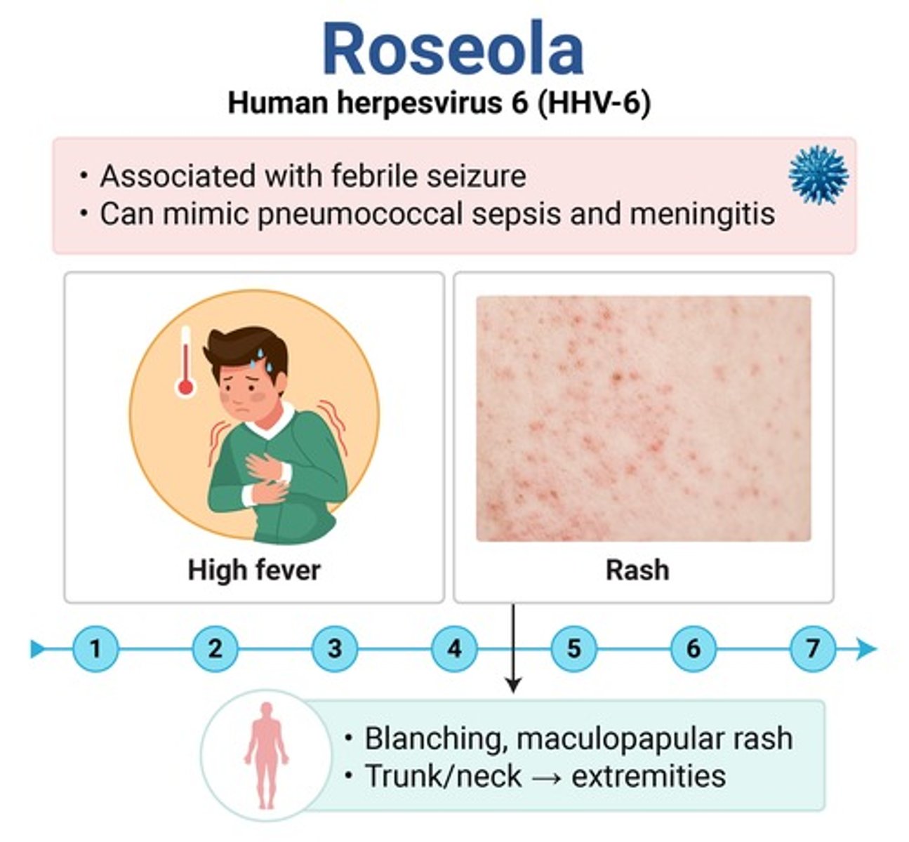 <p>roseola (HHV-6) → only exanthem that starts on the trunk</p><p>major cause of febrile seizures!!</p>