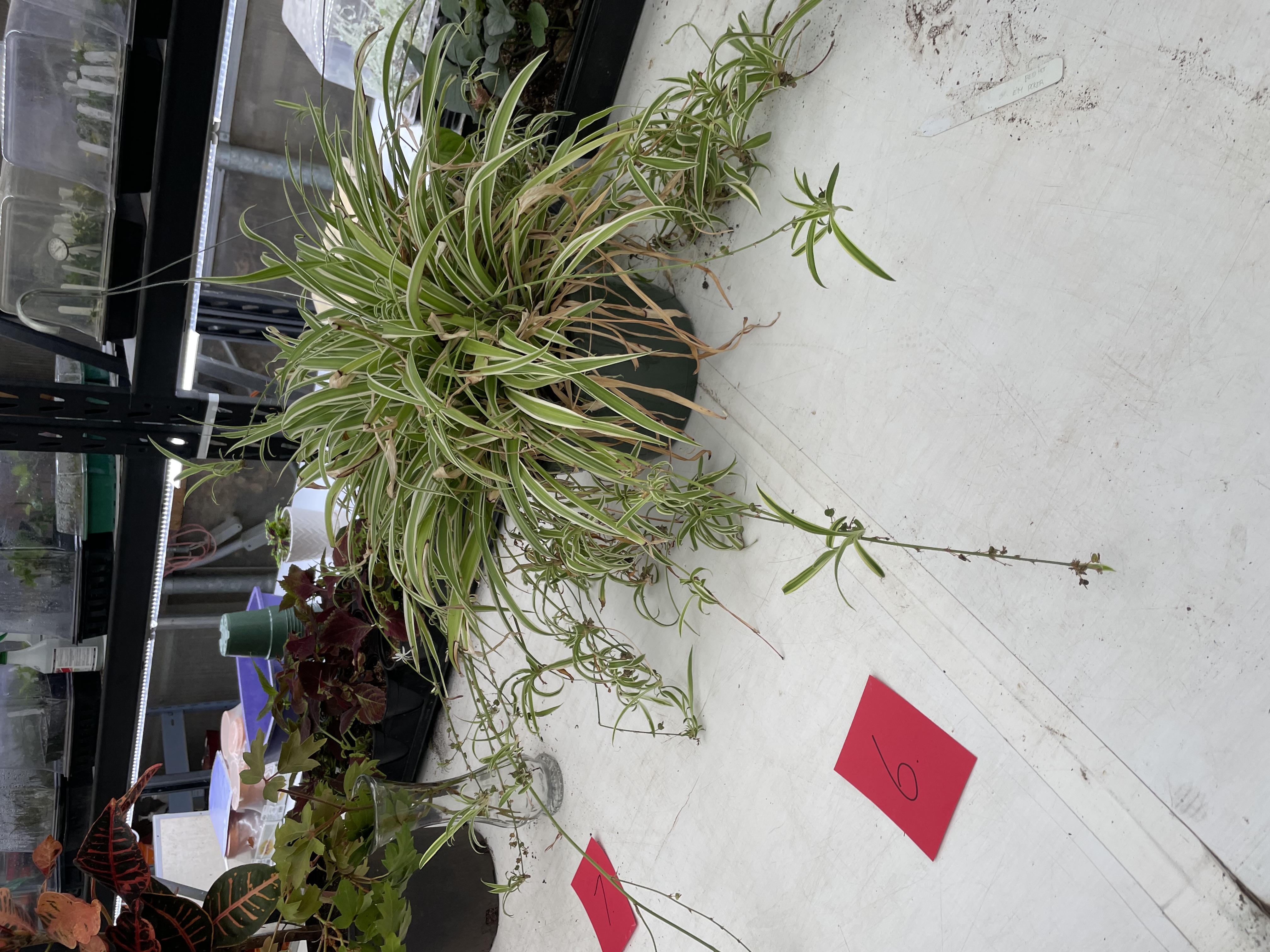 <p>Variegated Spider Plant</p>