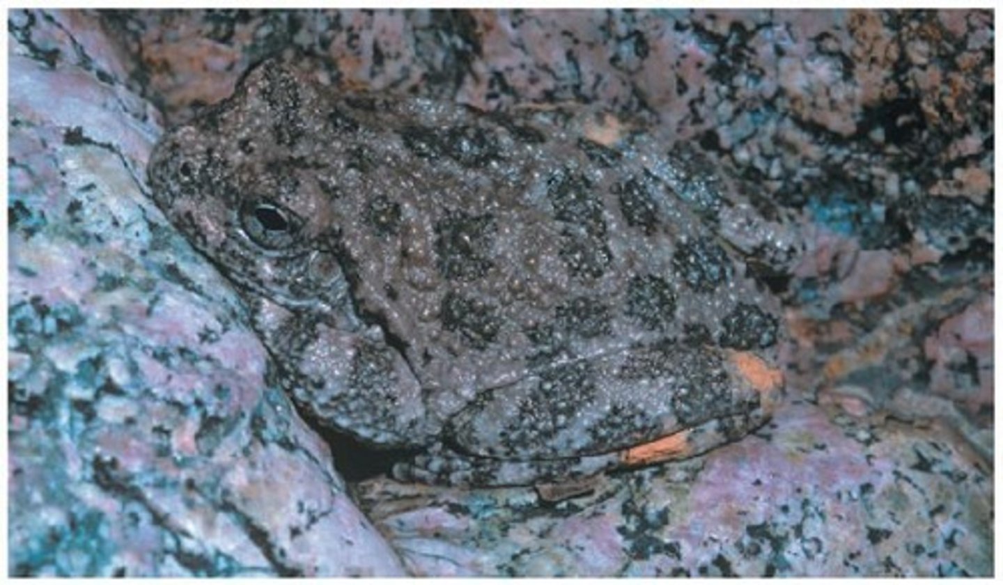 <p>Camouflage that conceals prey from predators.</p>