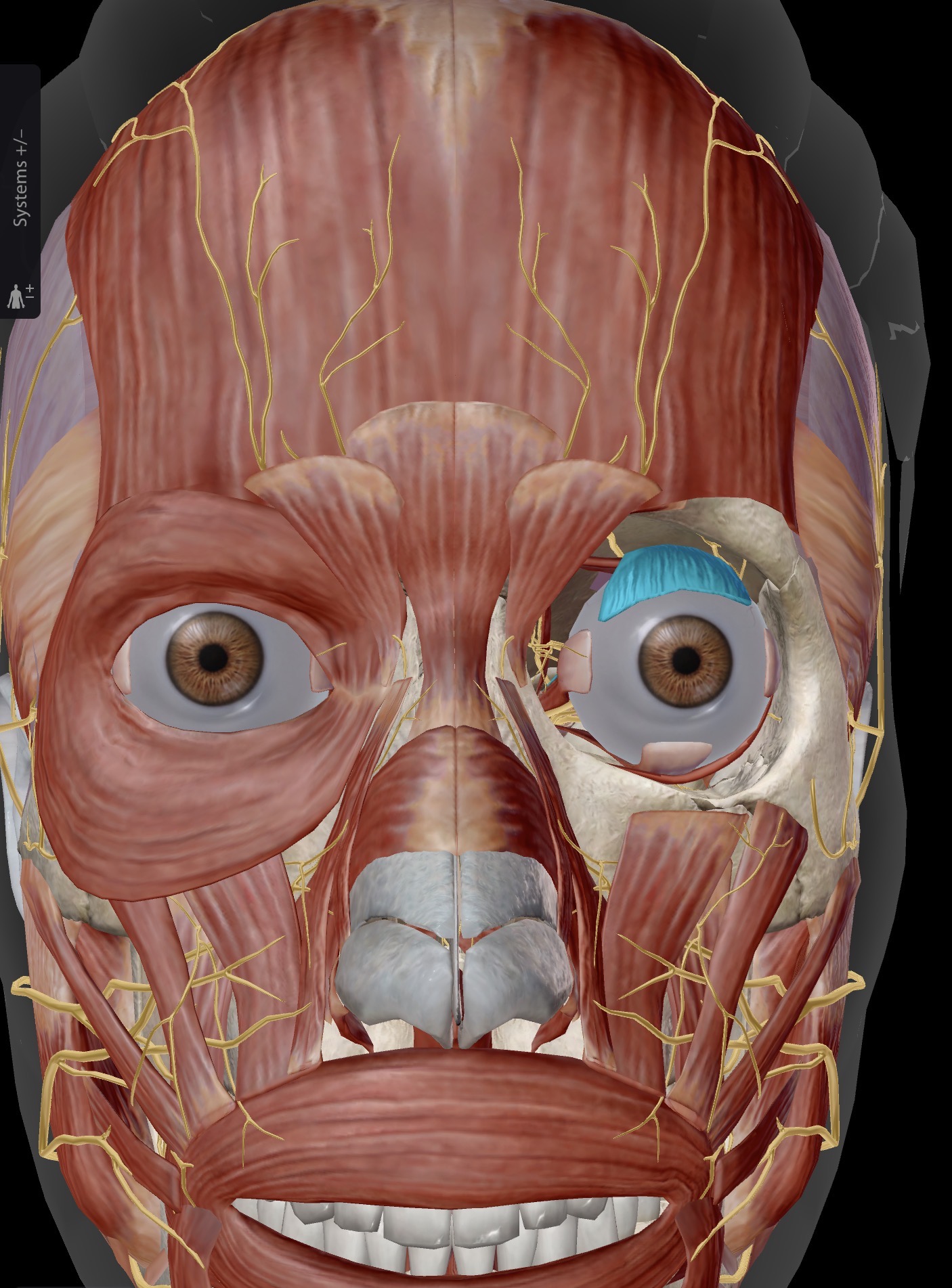 <p>Name the muscle and corresponding letter ( O = origin, I = insertion, A = actions, IN = innervation)</p><p>A</p><p>IN</p>