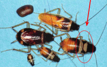 <p><span style="background-color: transparent;"><span>Light brown to yellow color</span></span></p><ul><li><p><span style="background-color: transparent;"><span>Mottled reddish-brown wings on female; lighter wings on male</span></span></p></li><li><p><span style="background-color: transparent;"><span>Slightly larger than German cockroach but has 2 wide bands across the dorsum of the abdomen most noticeable in nymphs</span></span></p></li></ul><p></p>