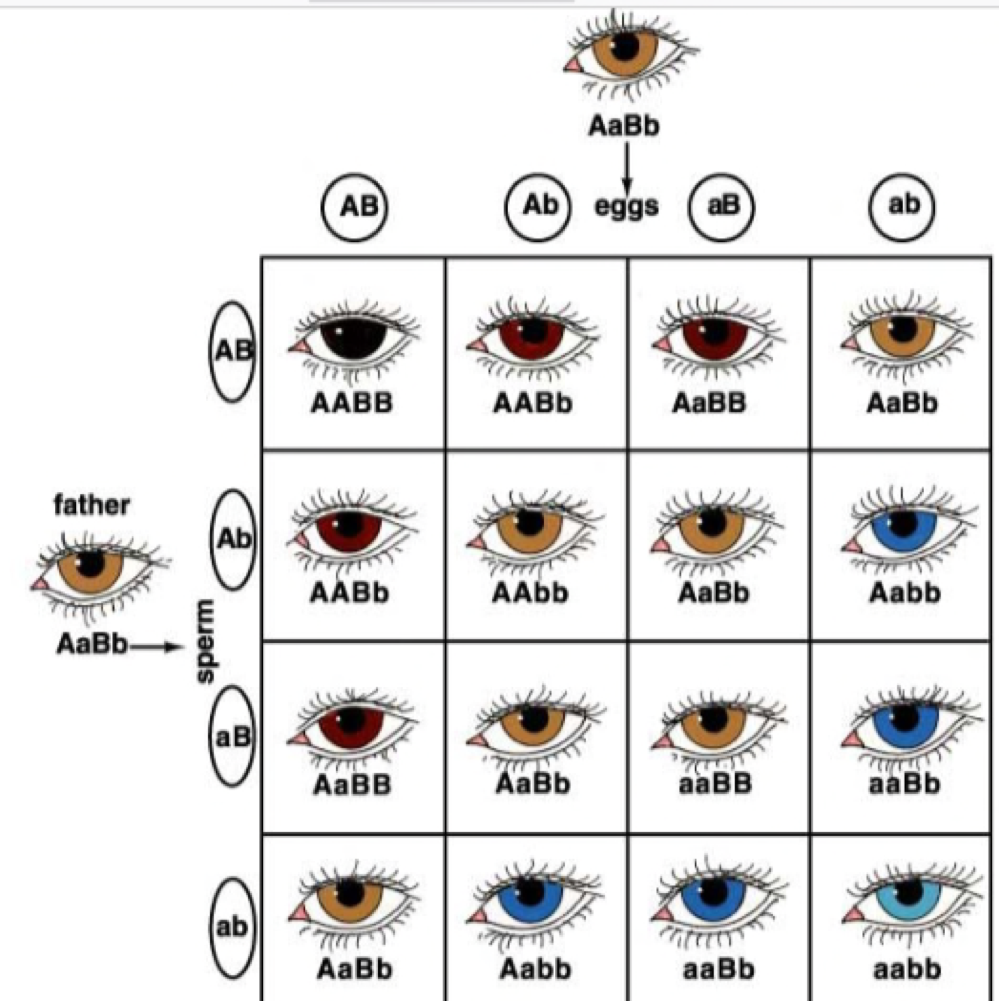 Eye color, hair color, height. 